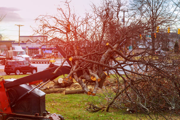 Best Seasonal Cleanup (Spring/Fall)  in Hutchinson, MN