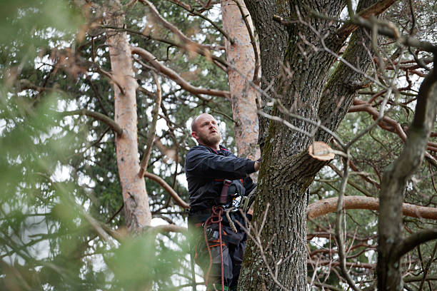 How Our Tree Care Process Works  in  Hutchinson, MN